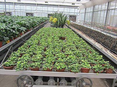 苗床焊接網(wǎng)片